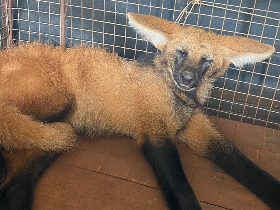 PMA de de Dourados socorre lobo-guará ferido à margem de rodovia depois de atropelamento