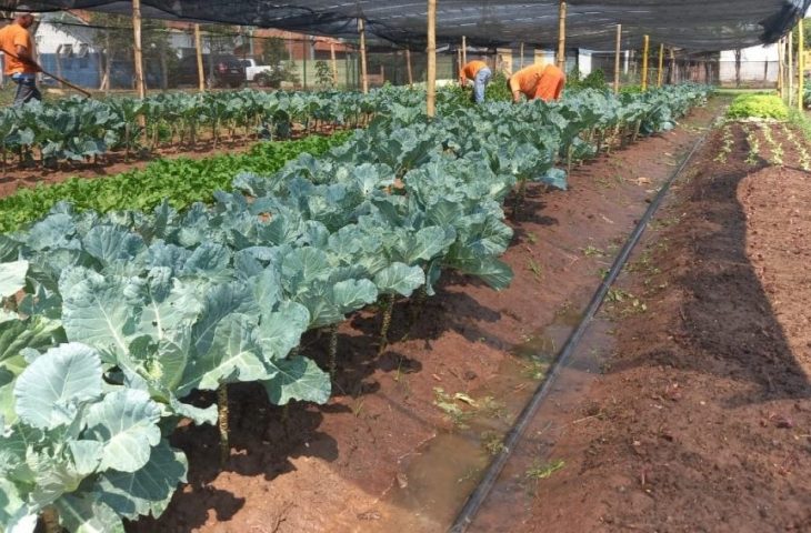 Aquidauana:Horta cuidada por detentos reforça alimentação de famílias carentes