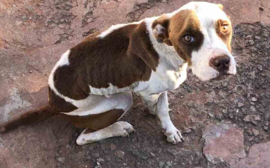 PMA de Porto Murtinho autuou mulher após deixar 2 cachorros morrerem de fome e 3º fica desnutrido