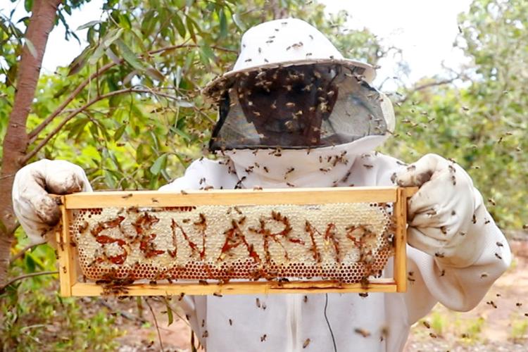 Sidrolândia: Com manejo correto e gerenciamento profissional, apicultor transforma produção de mel