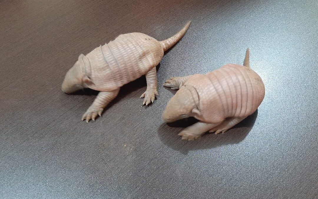 PMA de Aquidauana recolhe ao CRAS dois filhotes de tatu em extinção
