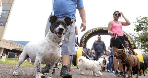 “Cãominhada” terá vacinação contra raiva e testagem de leishmaniose, neste domingo