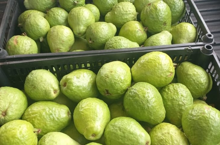 Com clima e solo favoráveis, MS prepara Plano Estadual para ampliar a fruticultura comercial