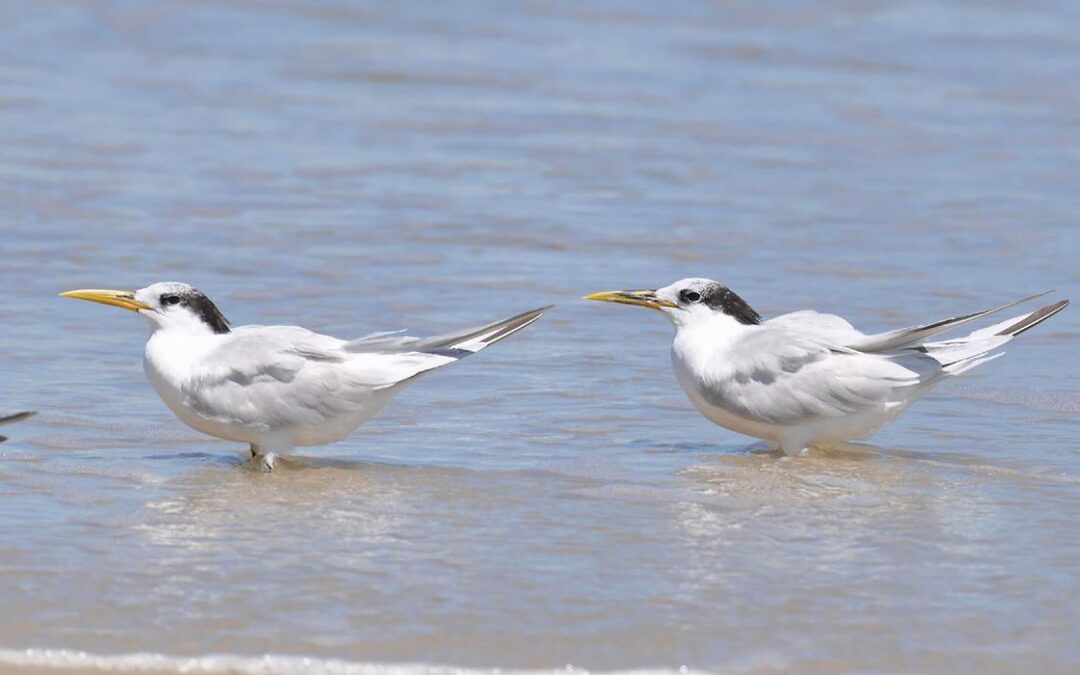 Ministério confirma mais um caso de gripe aviária; total chega a 31