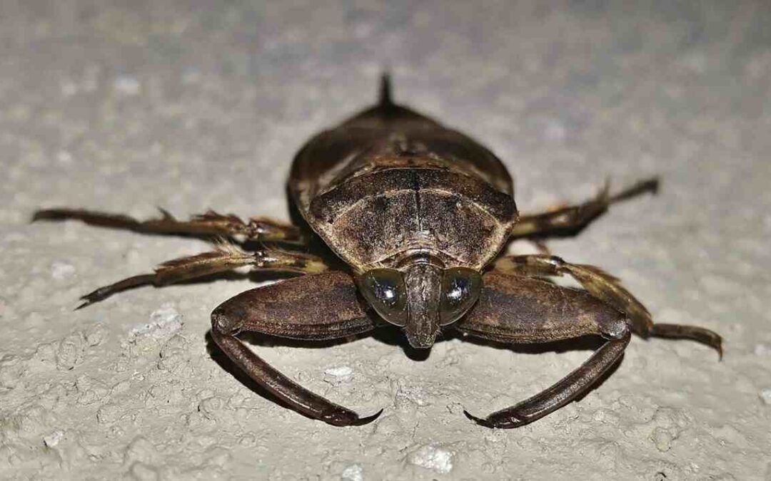 ‘Baratão de Corumbá’ invade bairro de Assunção e gera alerta no Paraguai