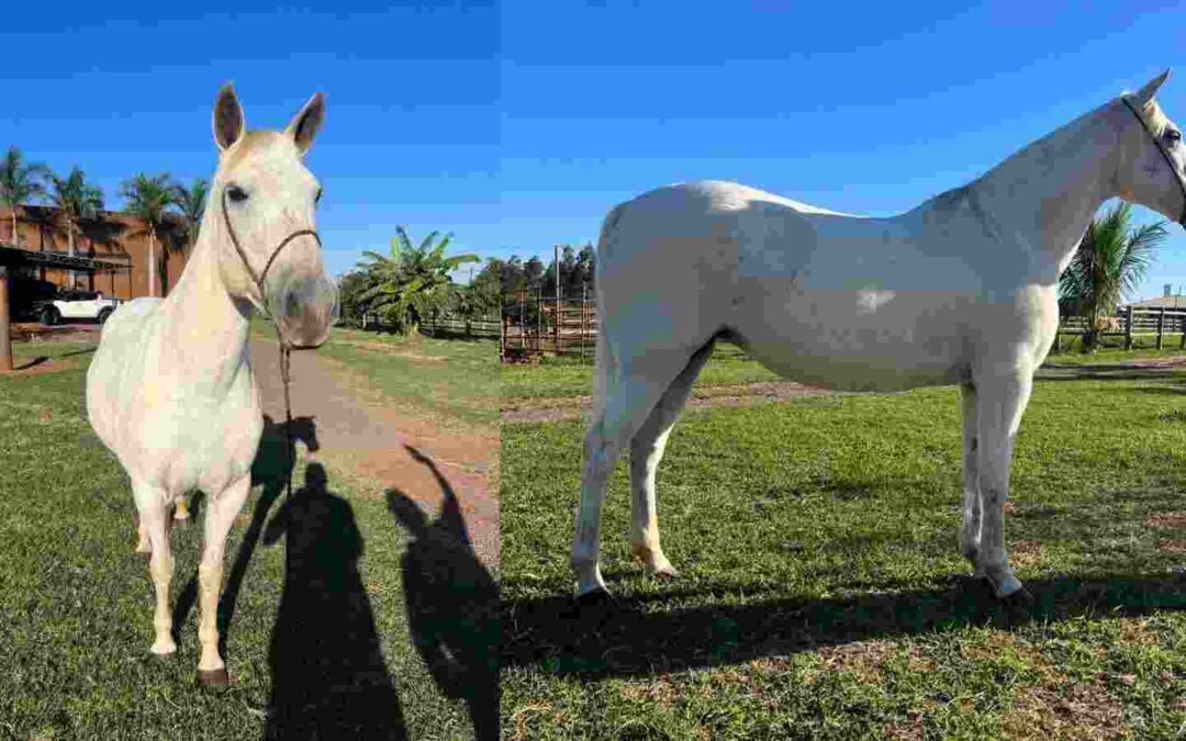 Após caso de mormo e competição cancelada, Iagro vai ao Parque do Peão e vistoria ‘cavalo a cavalo’