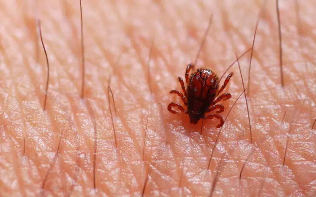 Exames descartam febre maculosa em bebê de 1 ano internado na capital