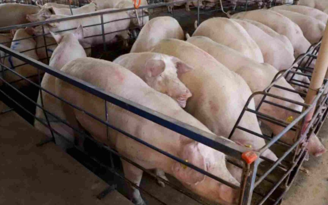 Governo de MS remaneja R$ 100 milhões do FCO Empresarial para suinocultura