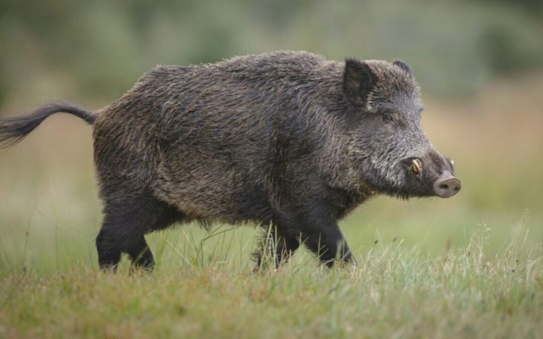 Ibama esclarece sobre suspensão de caça de javalis após presidente do órgão rebater senador