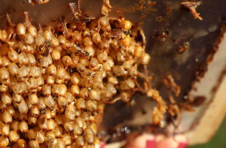 Produtores de mel da agricultura familiar terão bônus de garantia de preços no Estado