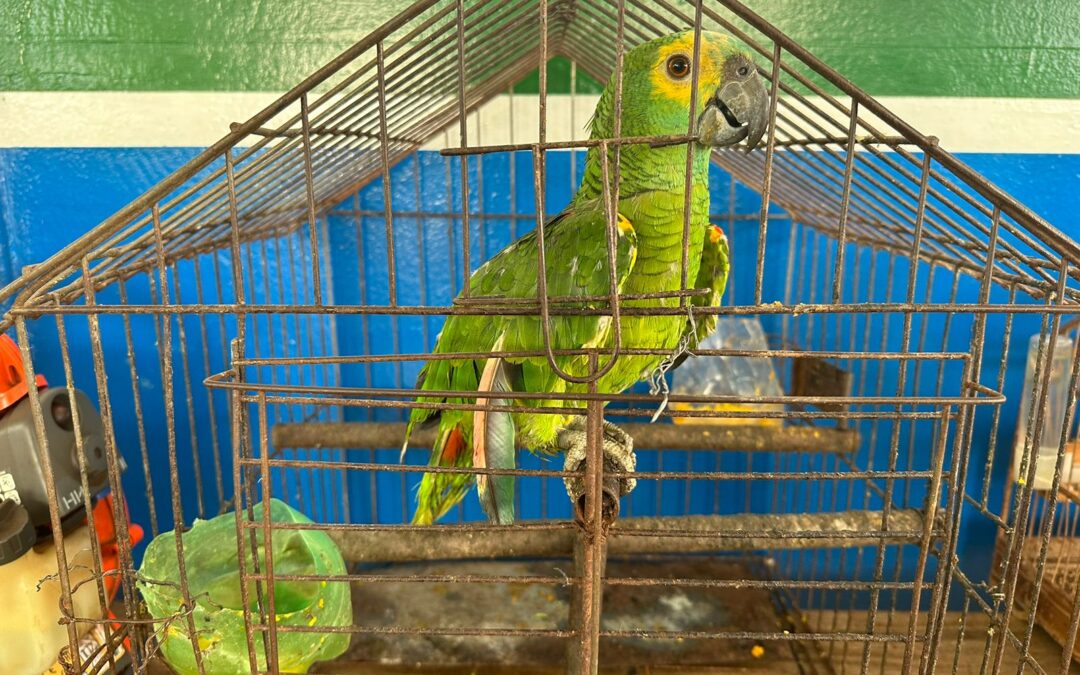 PMA de Dourados autua homem em R$ 3000 por manter aves silvestres em cativeiro