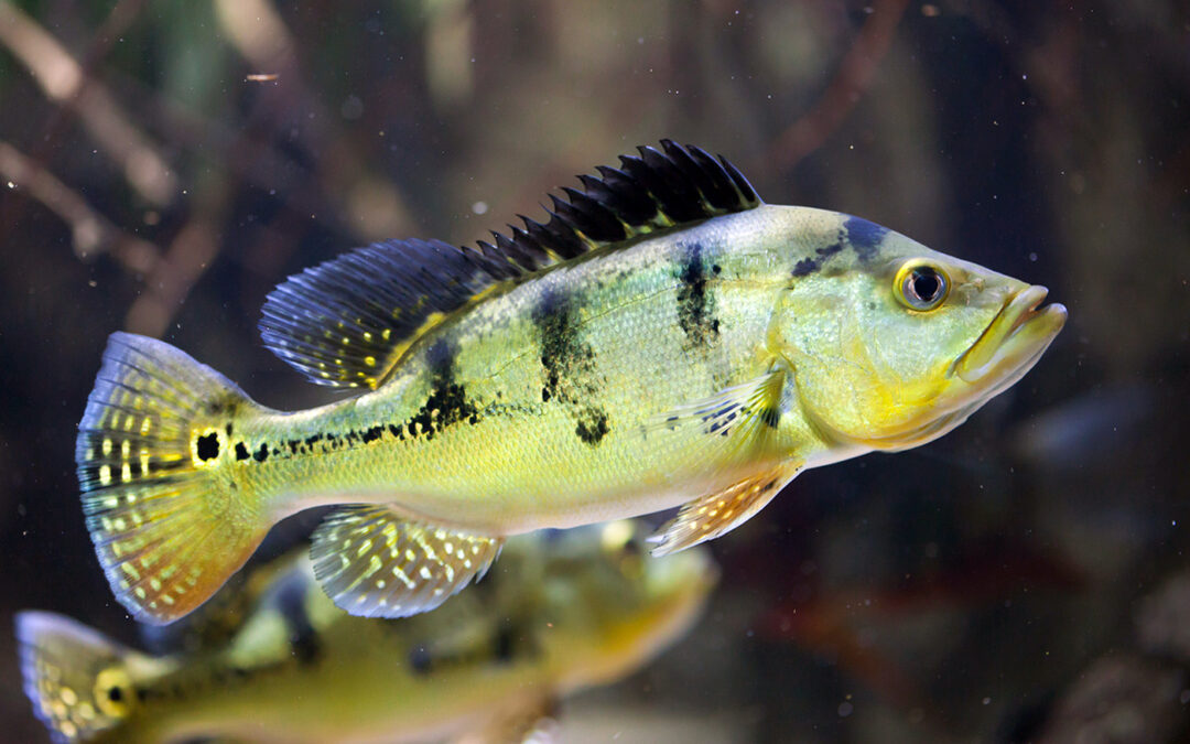 Aberta a ‘caça’ aos peixes exóticos no pantanal de MS