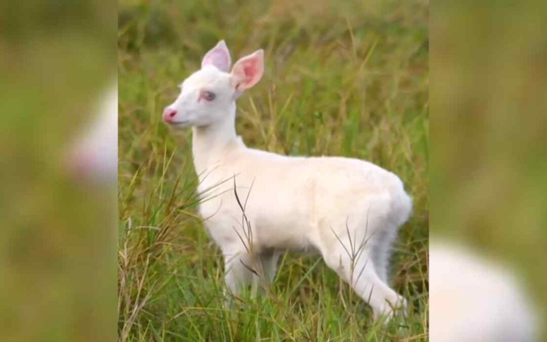 No Pantanal, veado-campeiro albino encanta turistas em aparição rara