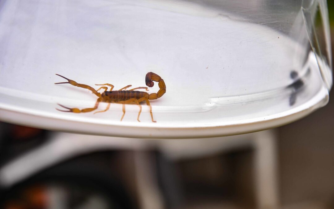 Com 3,6 mil ataques até outubro em MS, vigilância faz alerta para evitar problemas com escorpiões