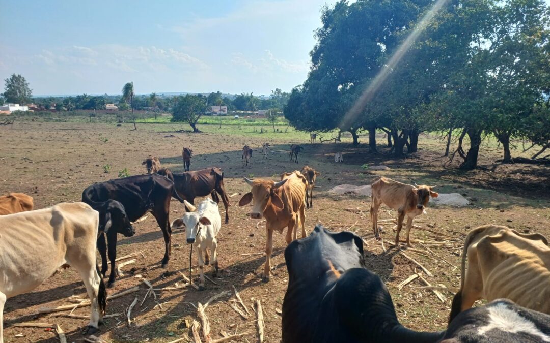 Coxim: PMA de autua produtor rural por maus tratos