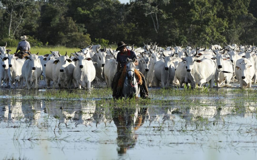 Governo publica decreto que regulamenta e Lei do Pantanal está oficialmente em vigor