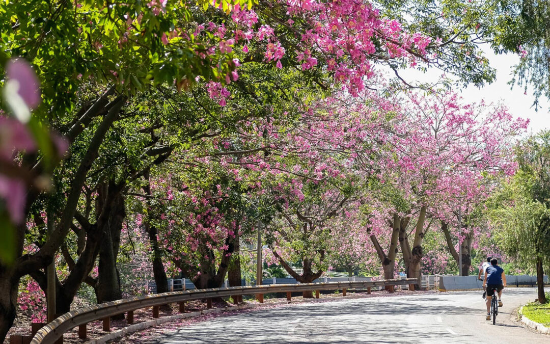 Com apoio do Bib, Campo Grande inicia estudos para reduzir emissão de carbono