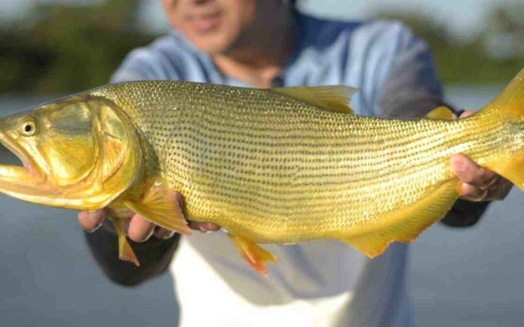 Pesca do Dourado pode ser proibida por cinco anos em Mato Grosso do Sul