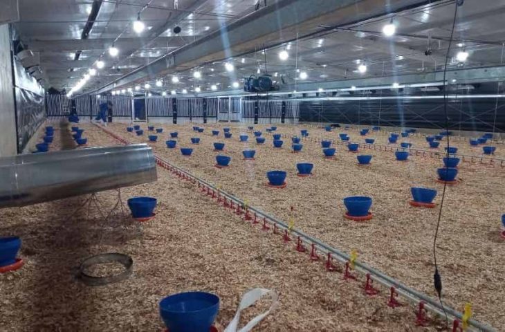 Frango Vida: incentivo a avicultura de MS garante mais de R$ 35 milhões aos produtores e ânimo ao setor