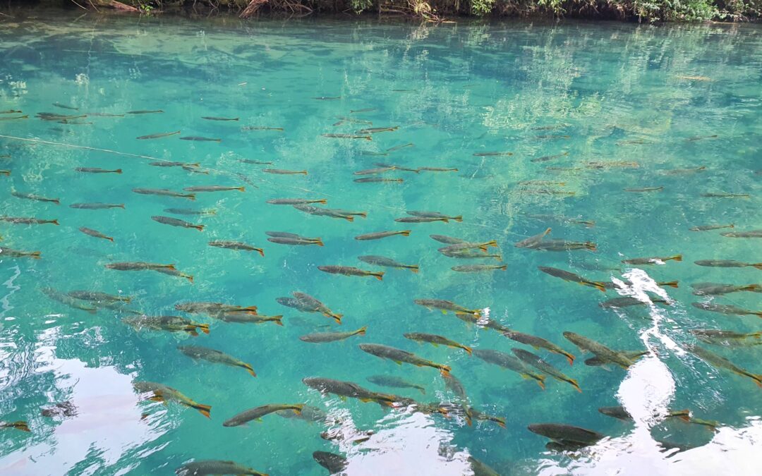 PMA de Bonito autua atrativo turístico em R$ 180 mil