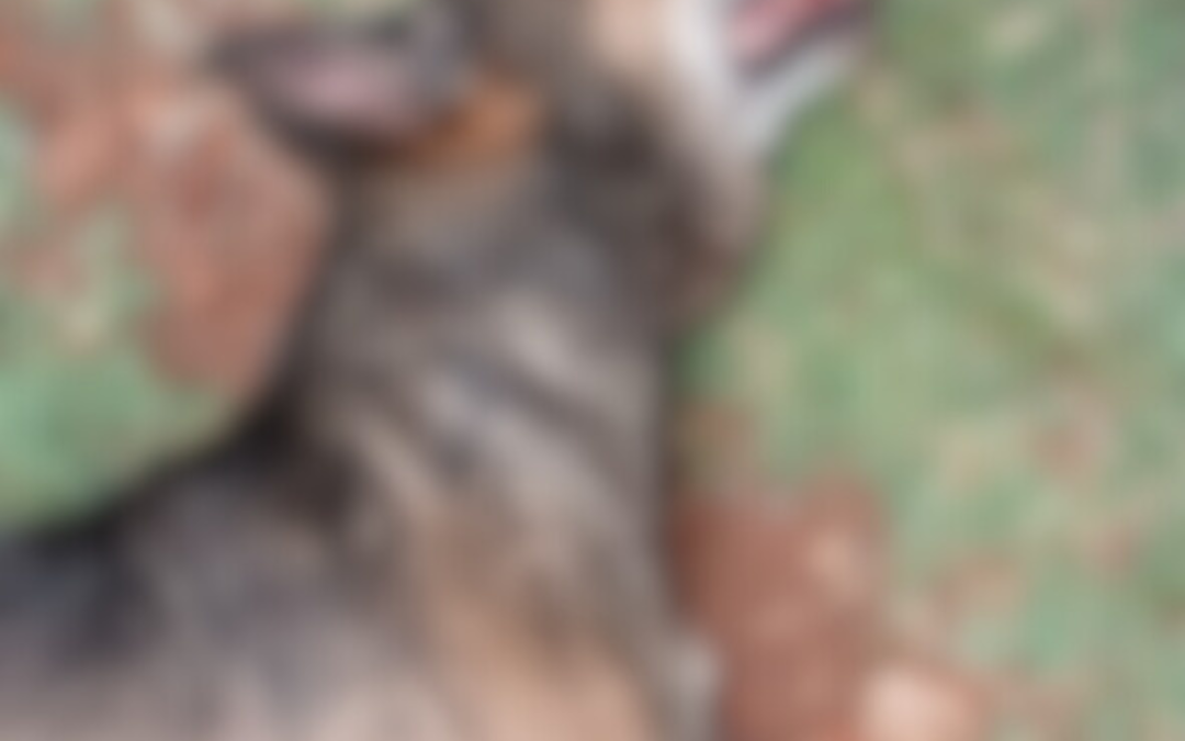 Corumbá: Polícia Civil prende irmãos por maus-tratos a animais