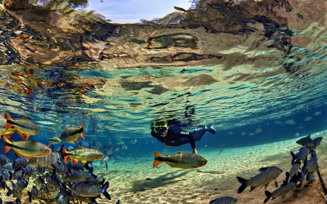 Serra da Bodoquena: Flutuação nos rios cristalinos de BONITO é uma experiência incrível! 