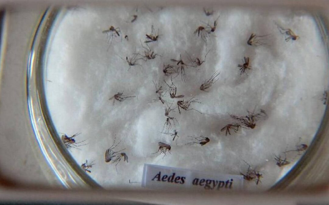 Dengue: Casos confirmados dobram em 6 dias em MS com 2,6 mil notificações