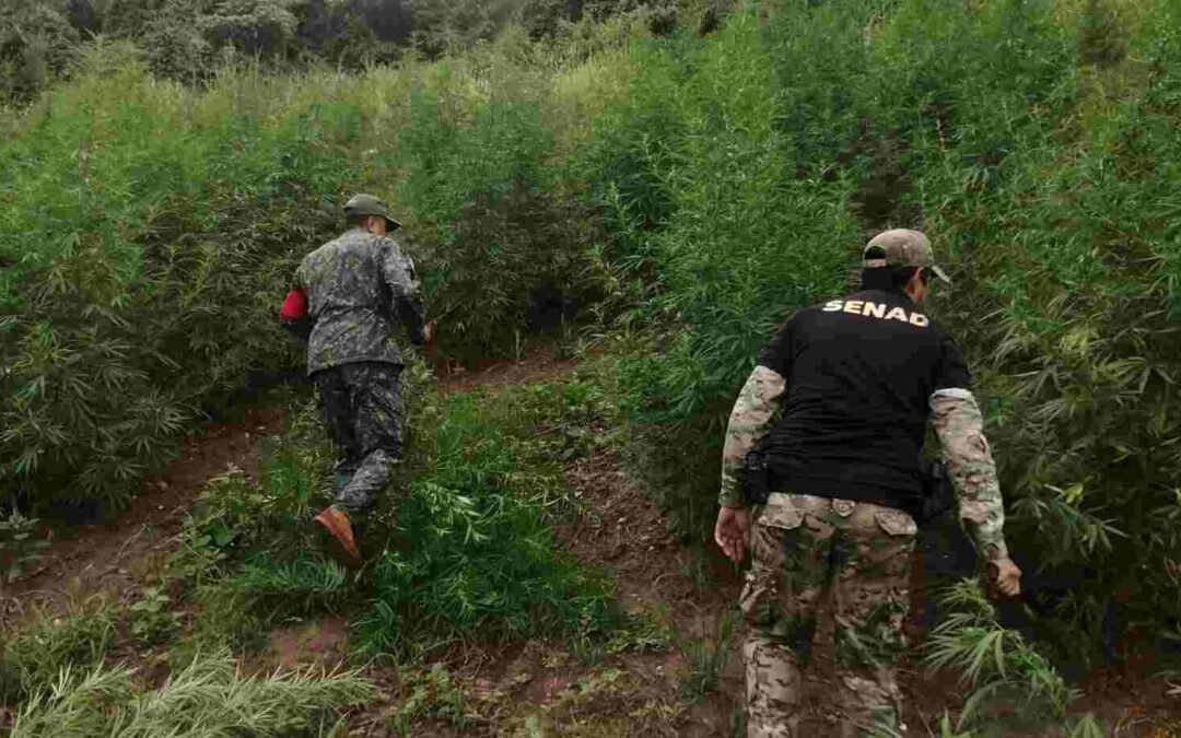 Operação entre policiais brasileiros e paraguaios destrói 15 toneladas de maconha