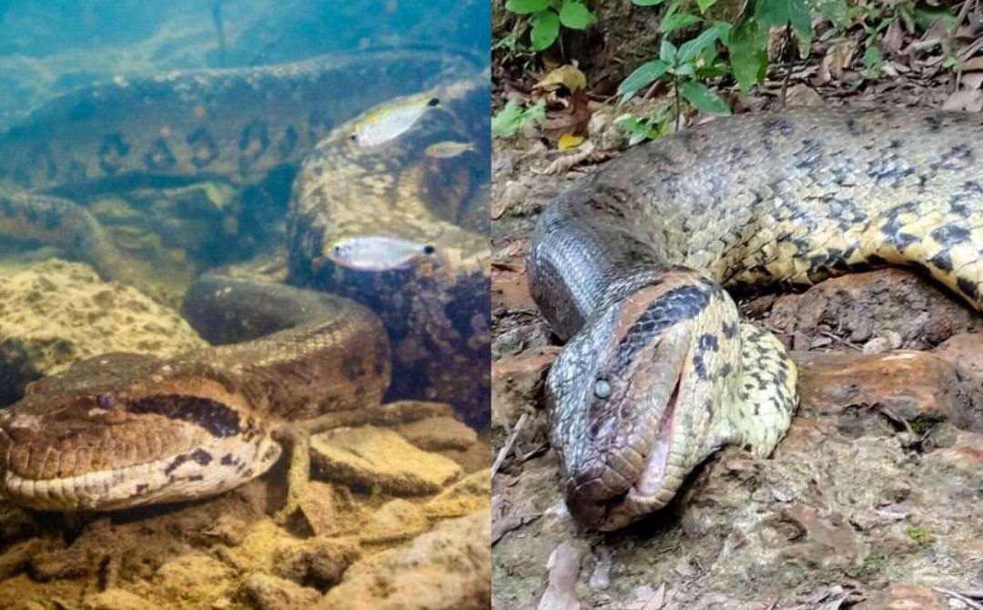 Bonito: Sucuri Anajulia é morta a tiros