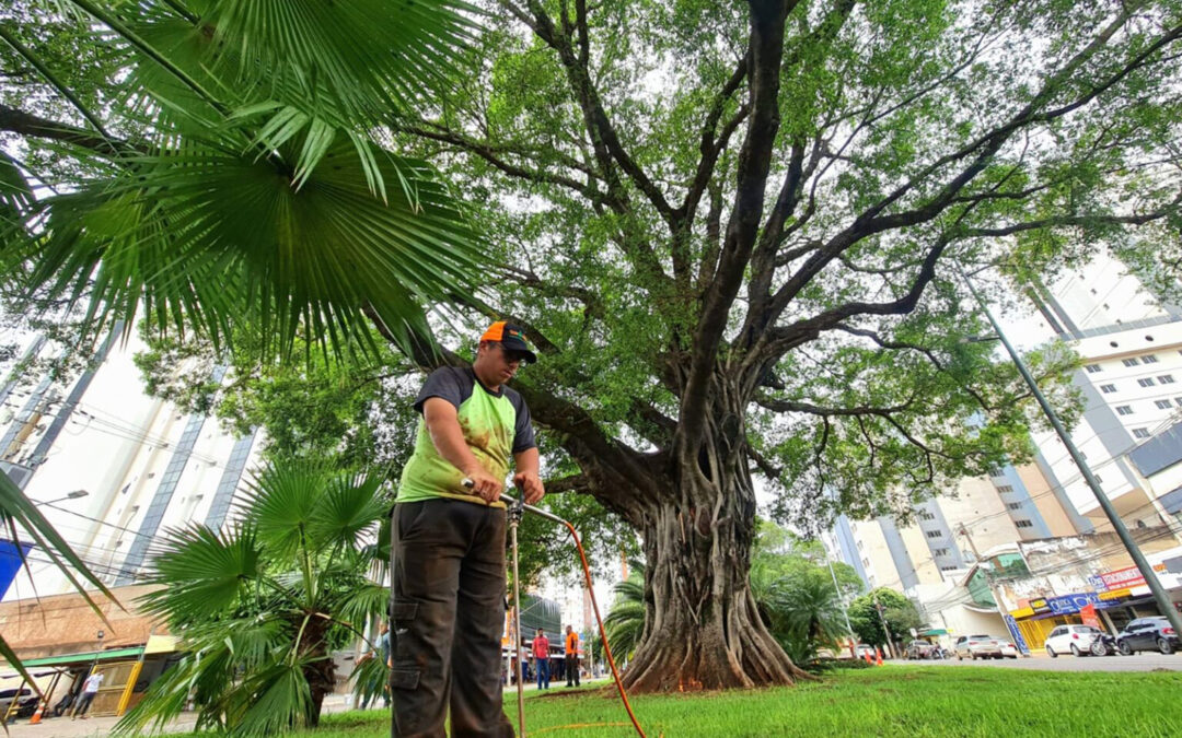Pelo sexto ano consecutivo, Capital está entre as mais arborizadas do mundo