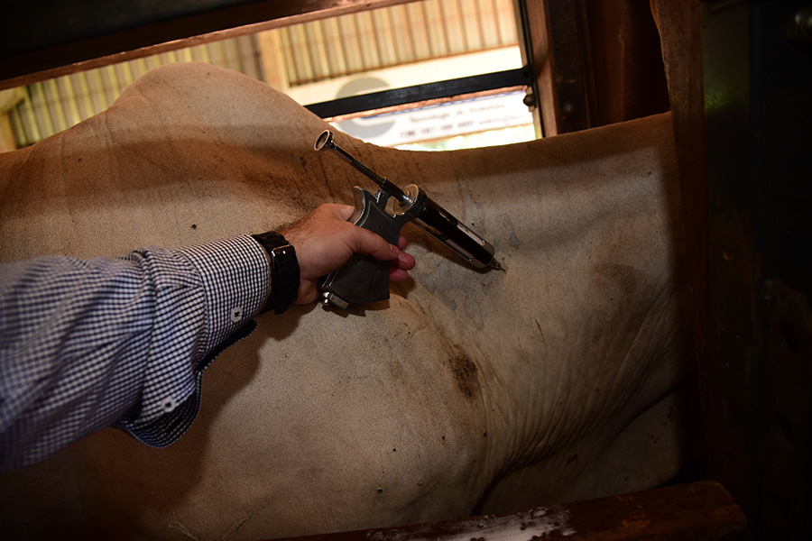 Sistema Famasul alerta para a importância da vacinação de bovinos
