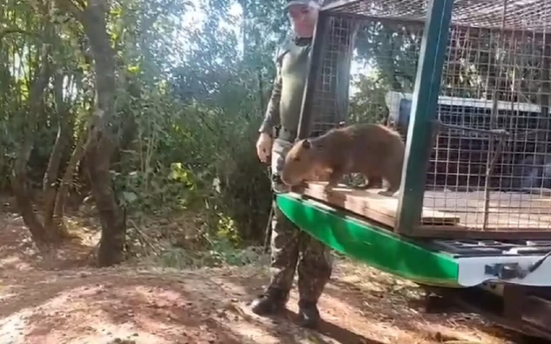 Capivara resgatada na boca de fumo volta para a natureza em MS