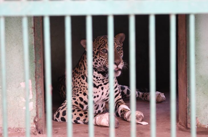 Onça resgatada no Pantanal chega ao Hospital Ayty para tratamento e esturro é o 1º sinal positivo do animal