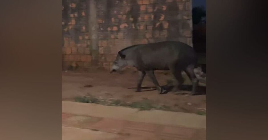 Leitor flagra anta passeando em rua do Carandá Bosque