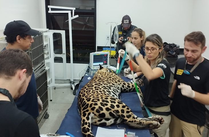 Onça-pintada resgatada em incêndio, volta ao Pantanal de MS após 43 dias de tratamento