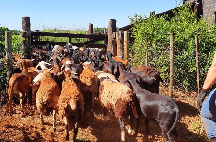 Produtores de ovinos e caprinos terão prazo de um ano para regularizar rebanhos junto a Iagro