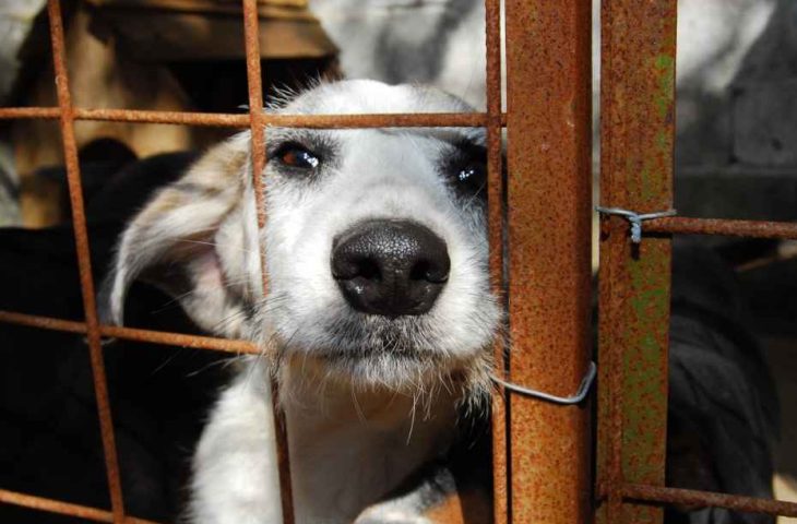 MS registra 40 denúncias por semana e reforça combate aos maus-tratos de animais