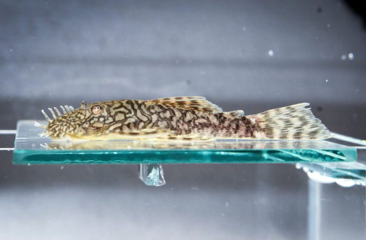 Bioparque reforça conservação com mais uma reprodução inédita para a ciência no mundo