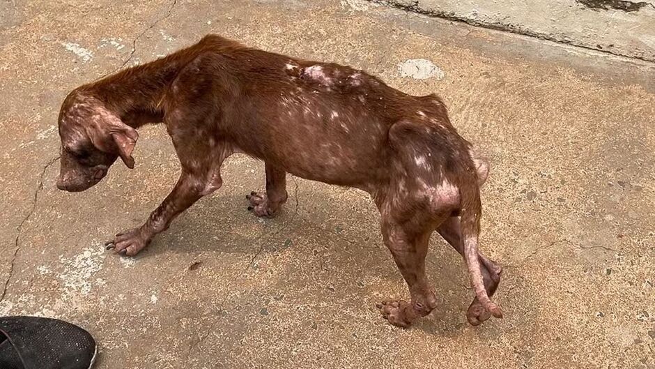 Aquidauana: Tutora usa óleo queimado para tratar de sarna de cachorro e é denunciada