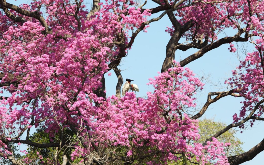 Resiliência do Pantanal é marcada por ciclos de cheia, seca e vegetação adaptada