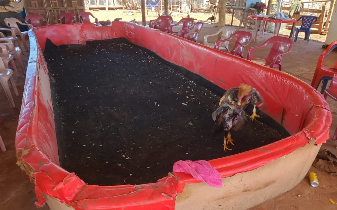 Operação da PMA na capital resgata 44 galos de rinha e constata maus-tratos