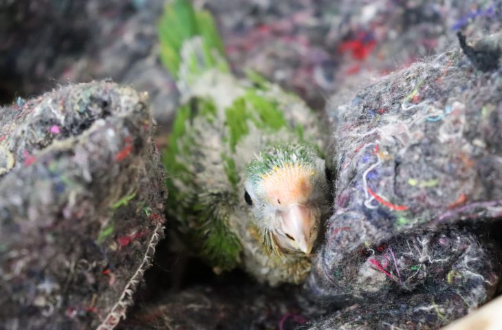 CRAS adapta recintos e reforça estrutura para garantir bem-estar dos animais silvestres, no frio