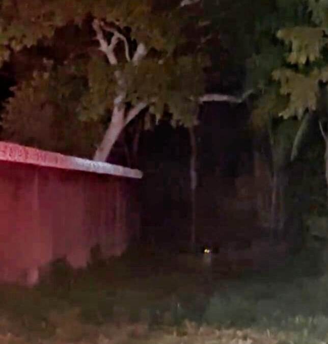 PMA de Corumbá registra avistamento de onça-pintada nas proximidades da fronteira com a Bolívia