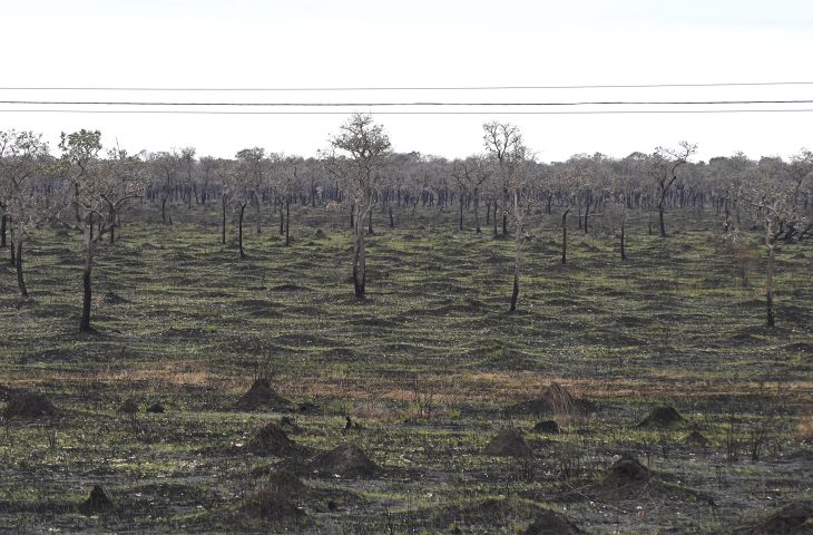 Com mais chuvas e baixas temperaturas, 1º semestre do ano teve redução de 92,8% da área queimada no Pantanal