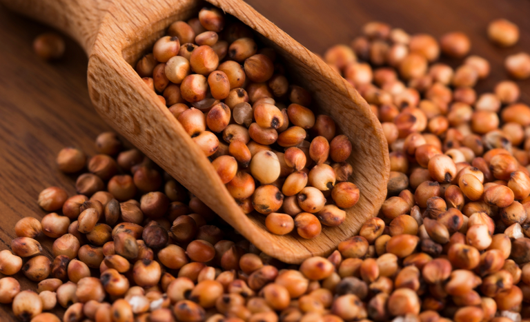 MS se destaca em expansão das exportações de sorgo e derivados do milho à China