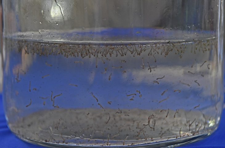 MS registra 8.319 casos confirmados de dengue