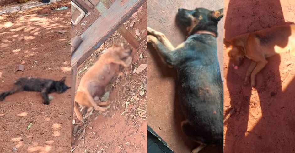 Brasilândia: Homem é preso por matar mais de 20 cães e gatos envenenados