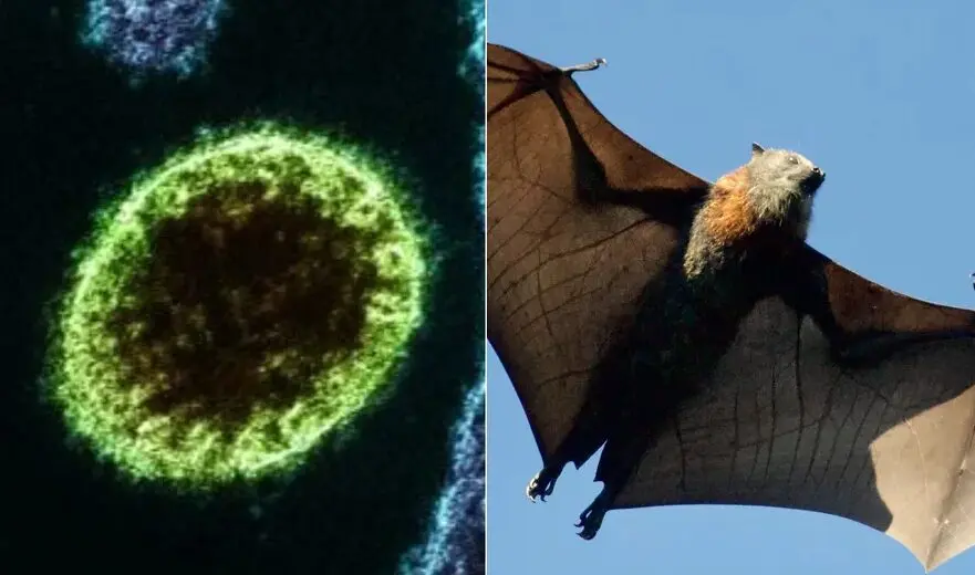 Nipah: surto de vírus letal acende alerta na Índia; 100 pessoas estão em quarentena