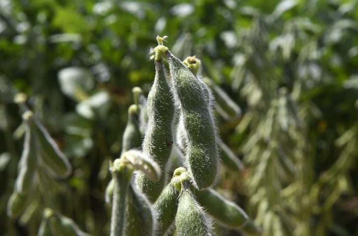Iagro alerta: quase 1 milhão de hectares de soja ainda não cadastrados em MS; prazo se aproxima do fim